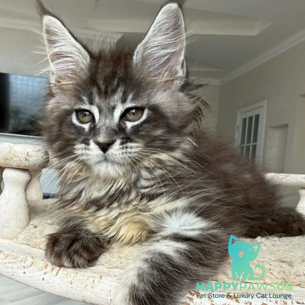 Ornela Maine Coon female black silver tabby - live animals