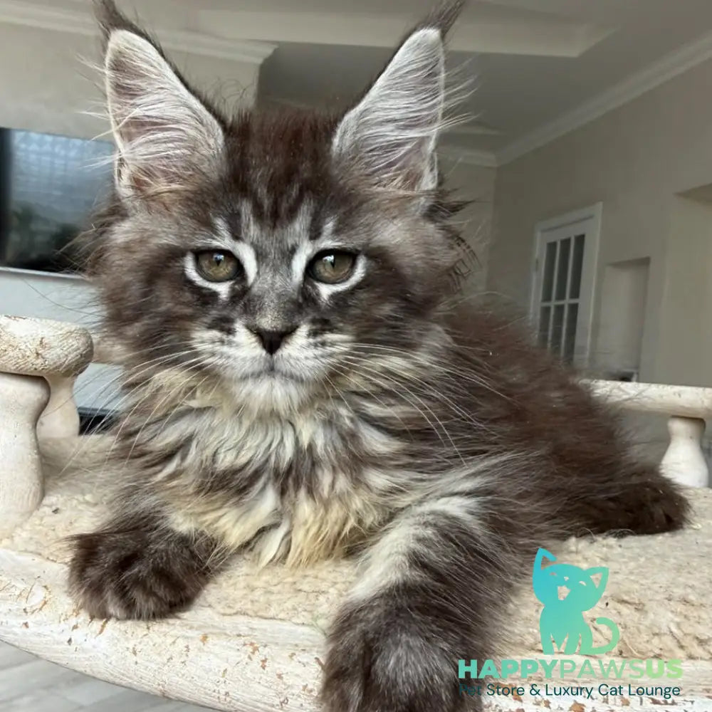 Ornela Maine Coon female black silver tabby - live animals