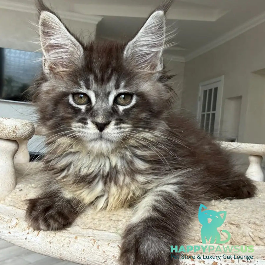 Ornela Maine Coon female black silver tabby - live animals
