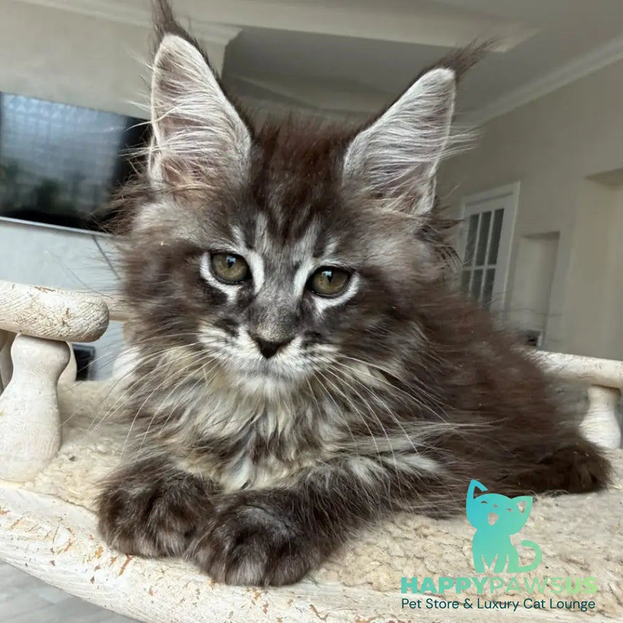 Ornela Maine Coon female black silver tabby - live animals