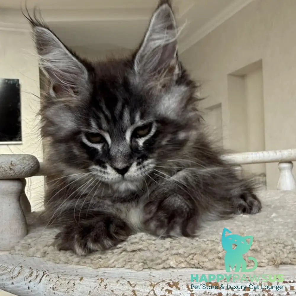 Ornela Maine Coon female black silver tabby - live animals