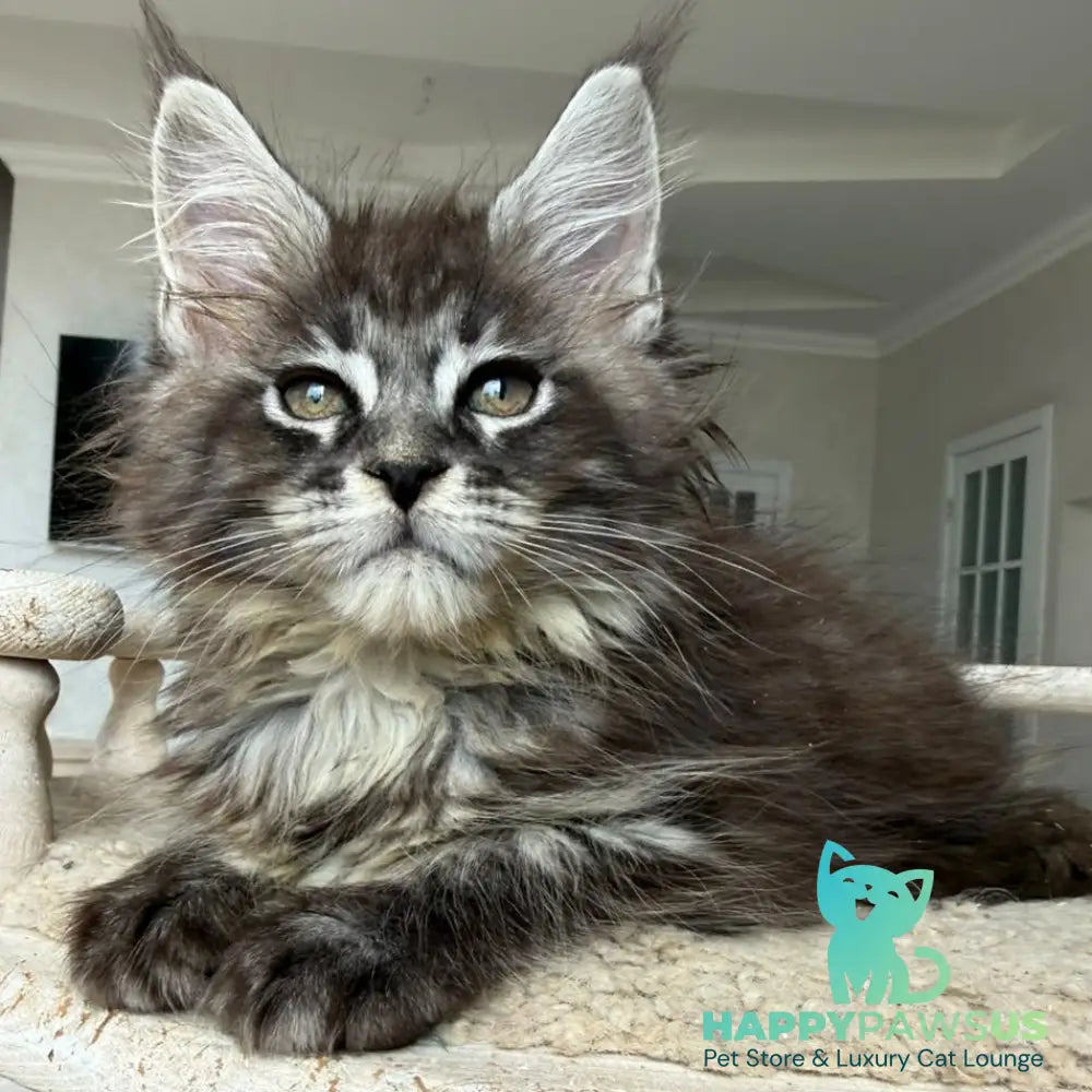 Ornela Maine Coon female black silver tabby - live animals