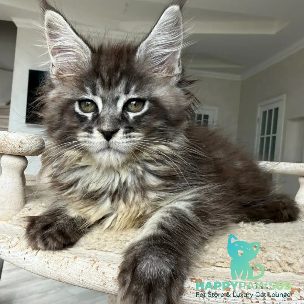 Ornela Maine Coon female black silver tabby - live animals