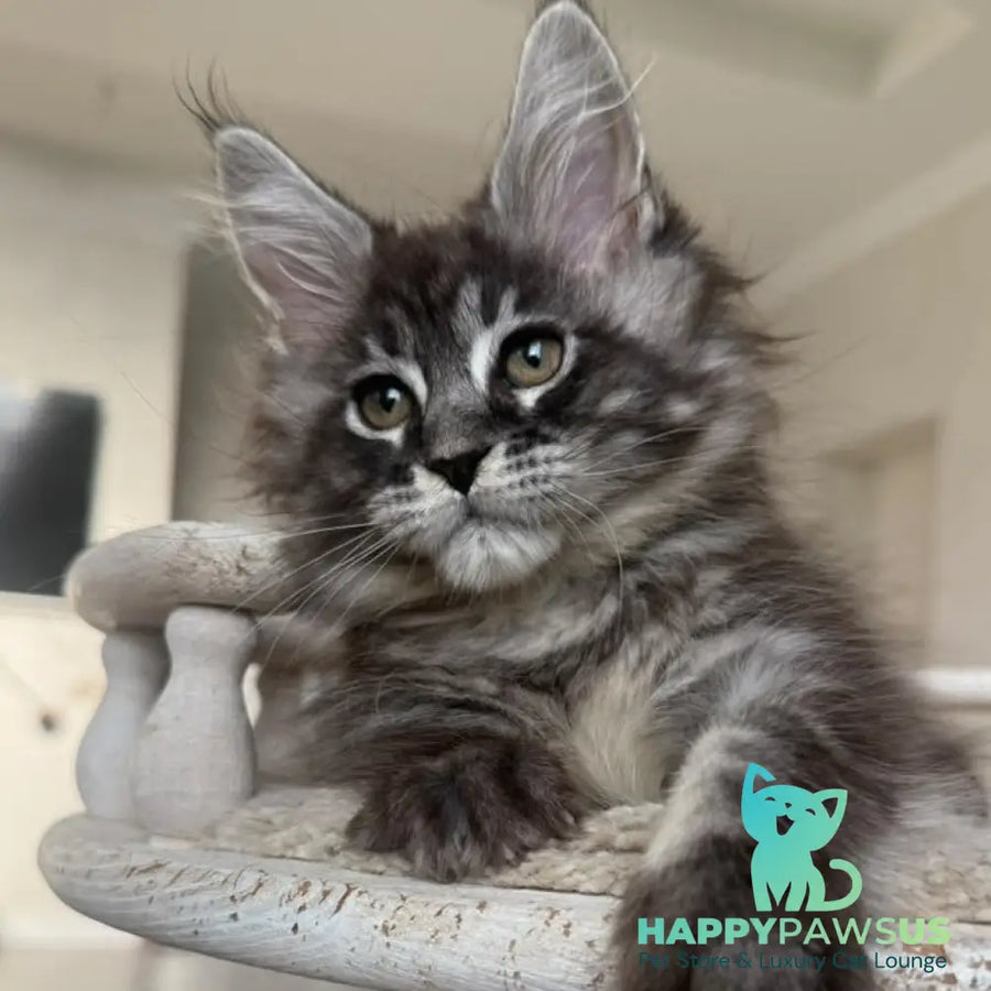 Ornela Maine Coon female black silver tabby - live animals