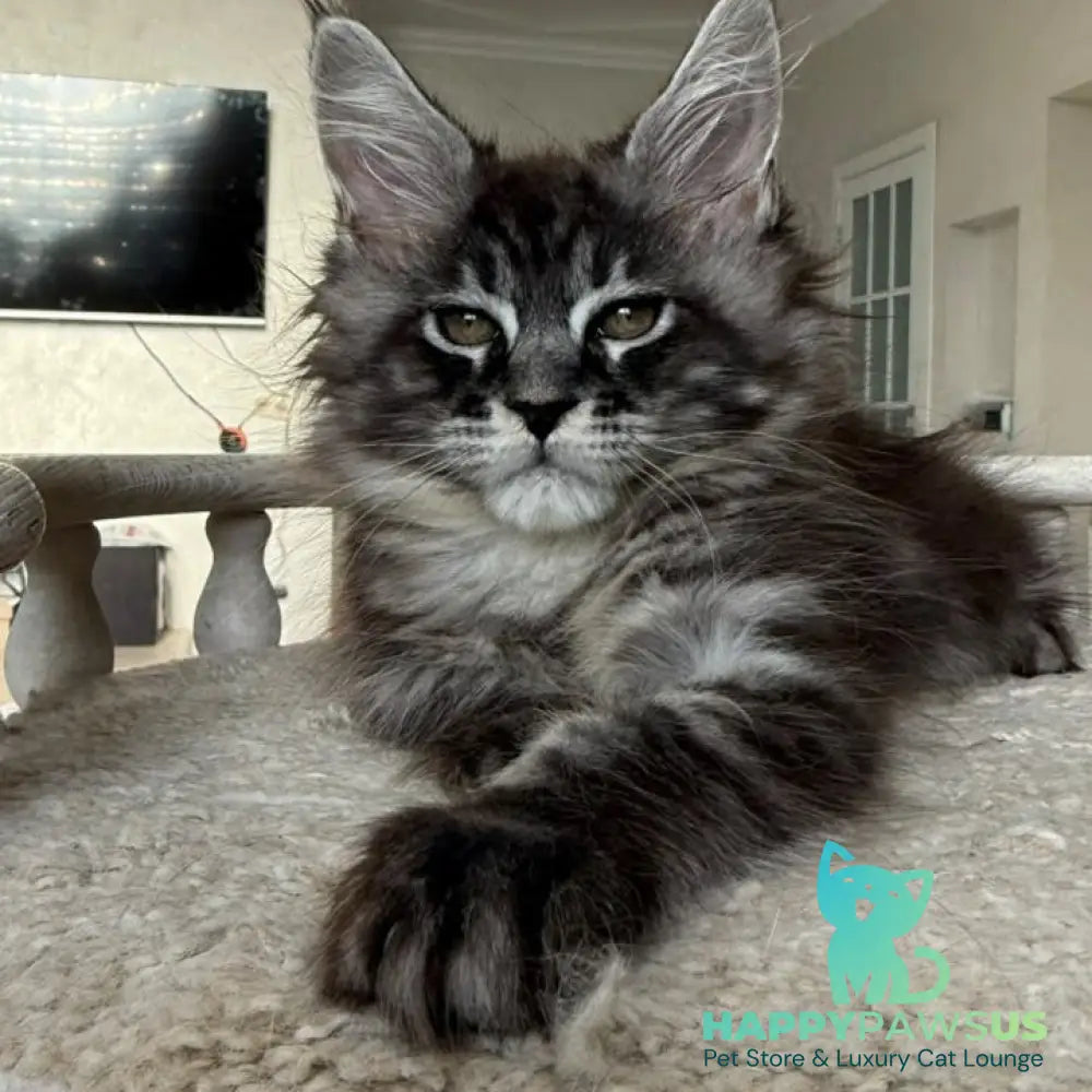 Ornela Maine Coon female black silver tabby - live animals