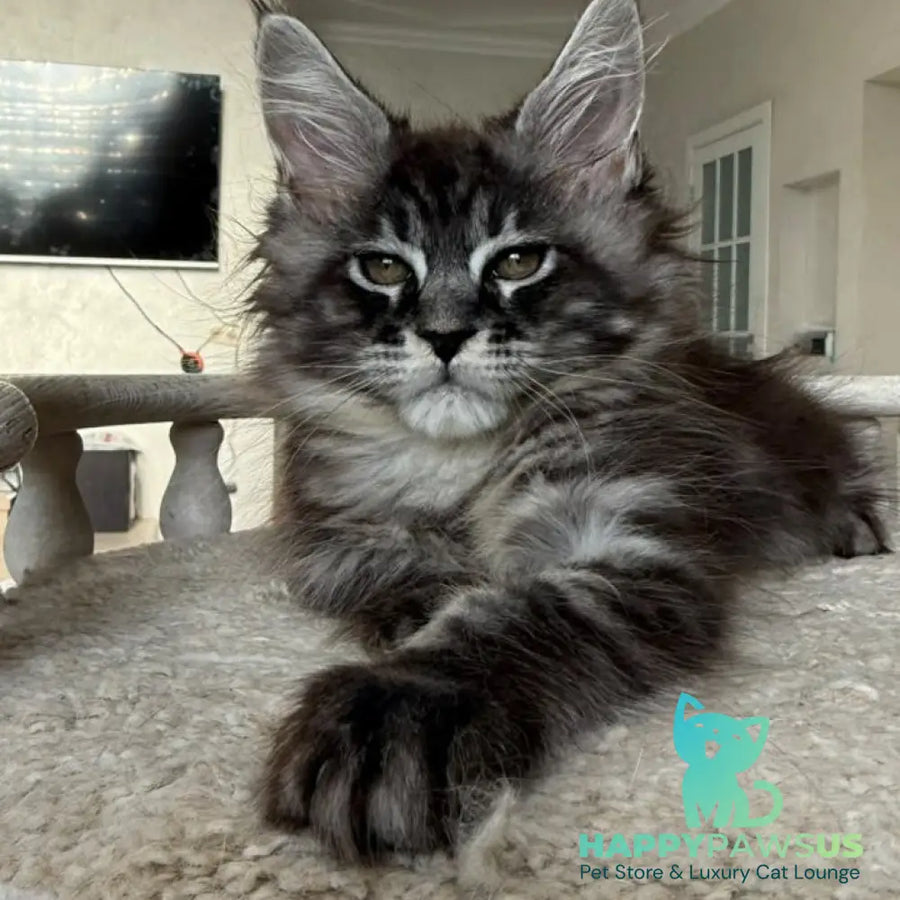 Ornela Maine Coon female black silver tabby - live animals