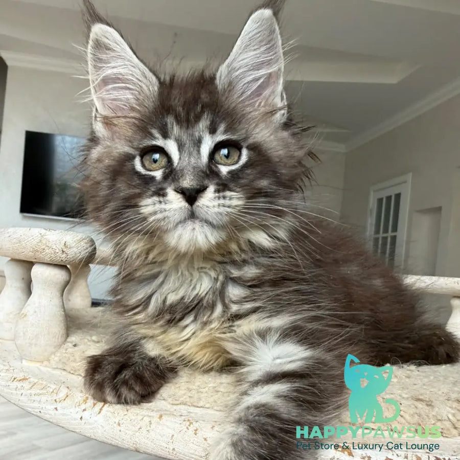 Ornela Maine Coon female black silver tabby - live animals