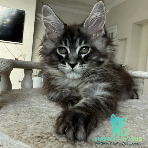 Ornela Maine Coon female black silver tabby - live animals