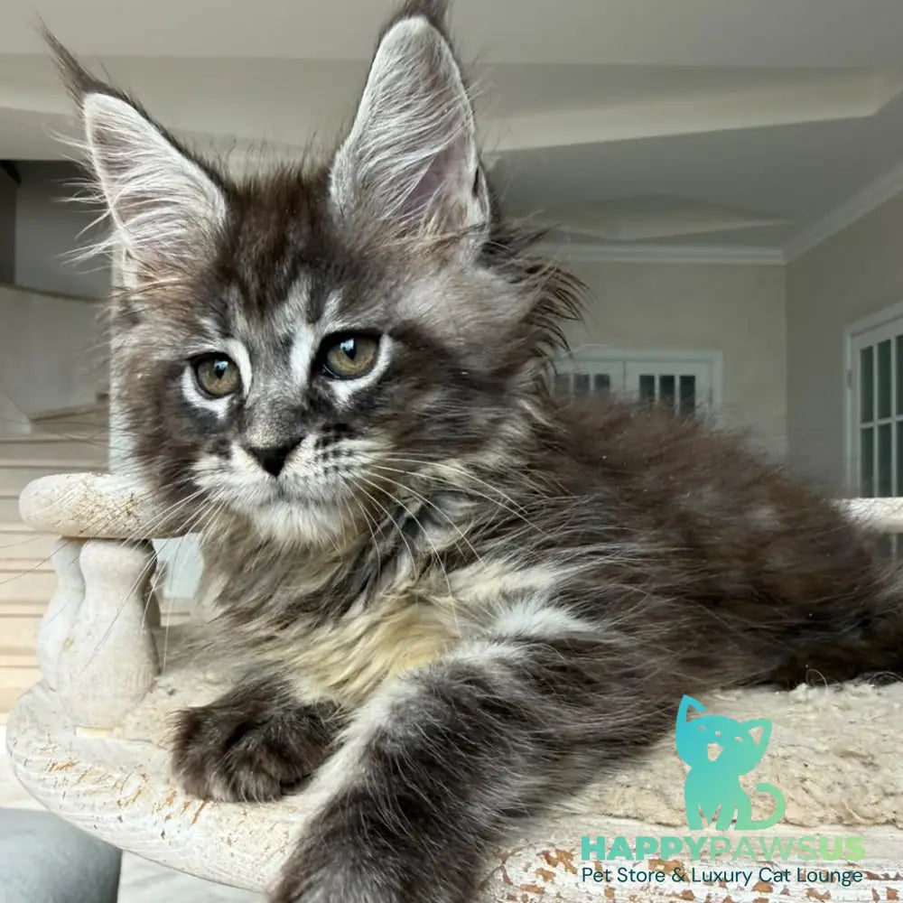 Ornela Maine Coon female black silver tabby - live animals