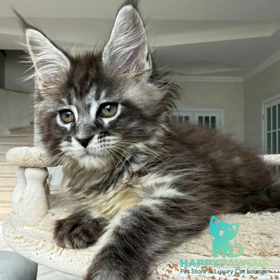 Ornela Maine Coon female black silver tabby - live animals