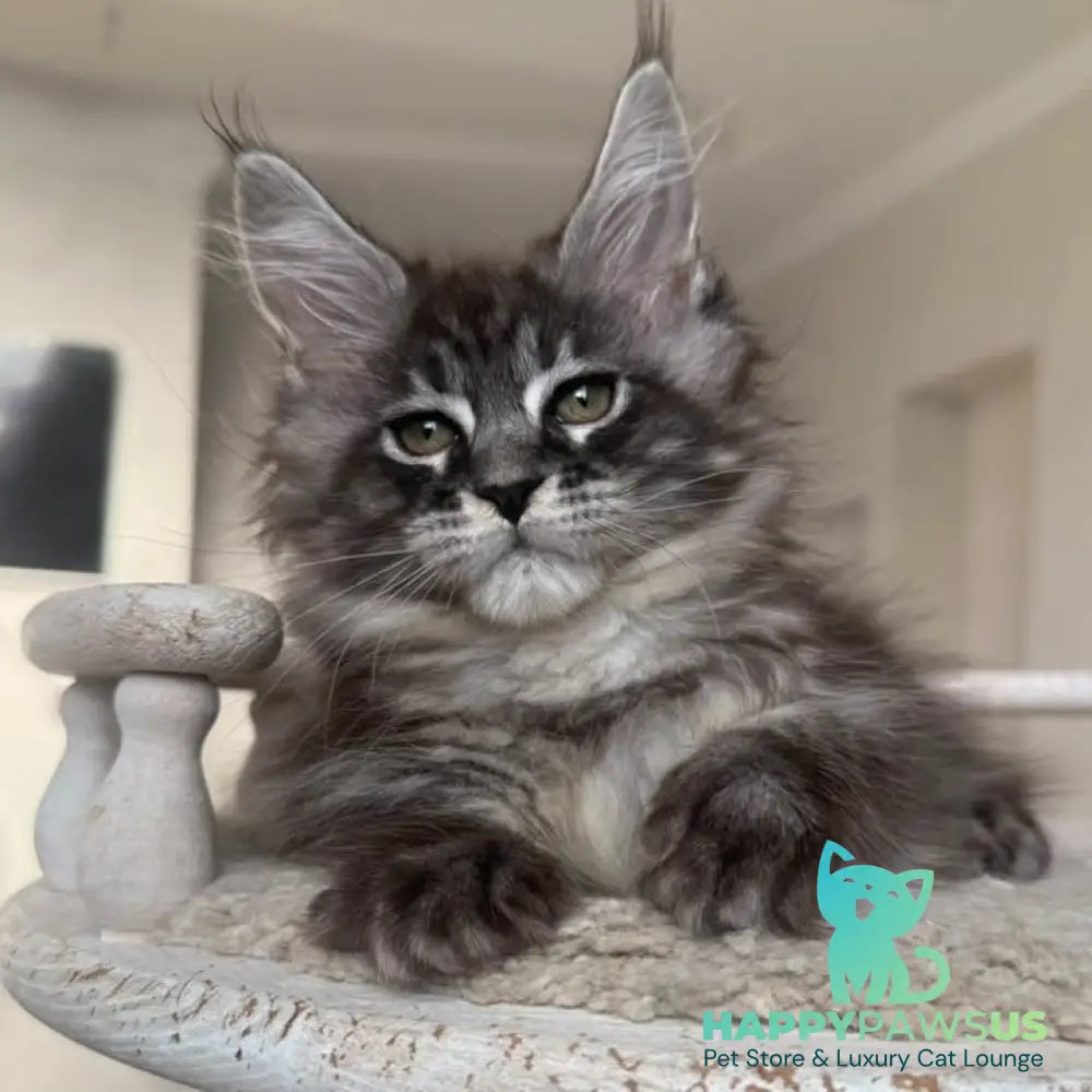 Ornela Maine Coon female black silver tabby - live animals