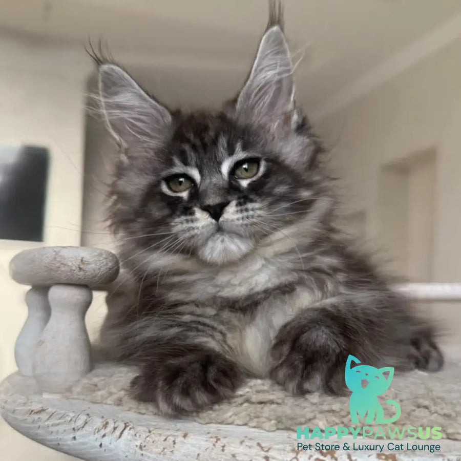 Ornela Maine Coon female black silver tabby - live animals