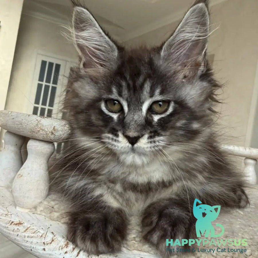 Ornela Maine Coon female black silver tabby - live animals