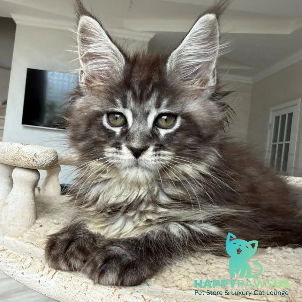 Ornela Maine Coon female black silver tabby - live animals