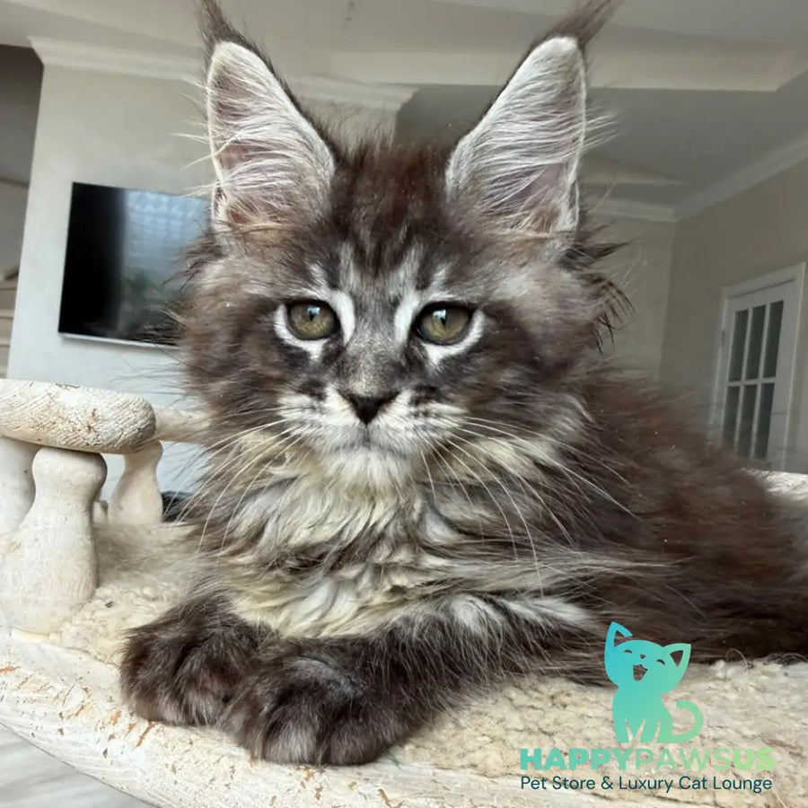 Ornela Maine Coon female black silver tabby - live animals
