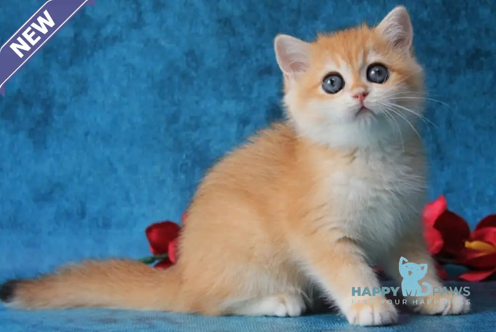 Ornella British Shorthair female black golden chinchilla live animals