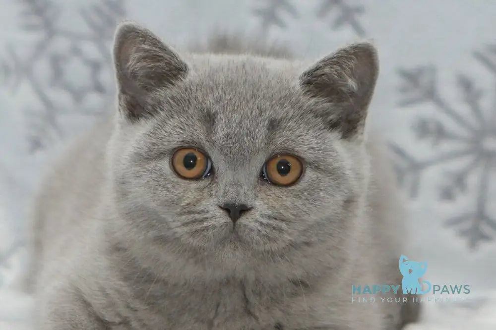 Ornette British Shorthair female blue live animals
