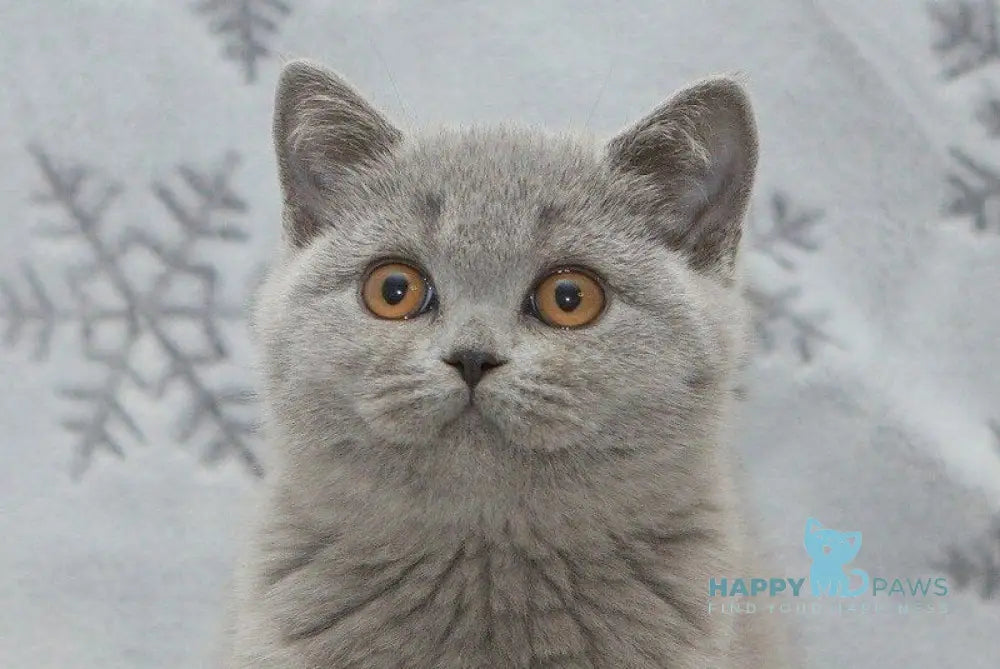 Ornette British Shorthair female blue live animals