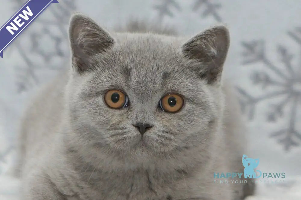 Ornette British Shorthair female blue live animals