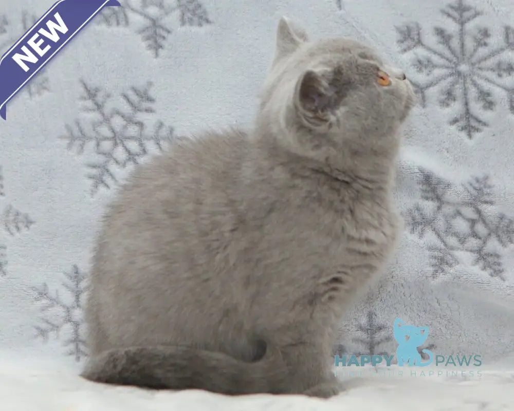Ornette British Shorthair female blue live animals