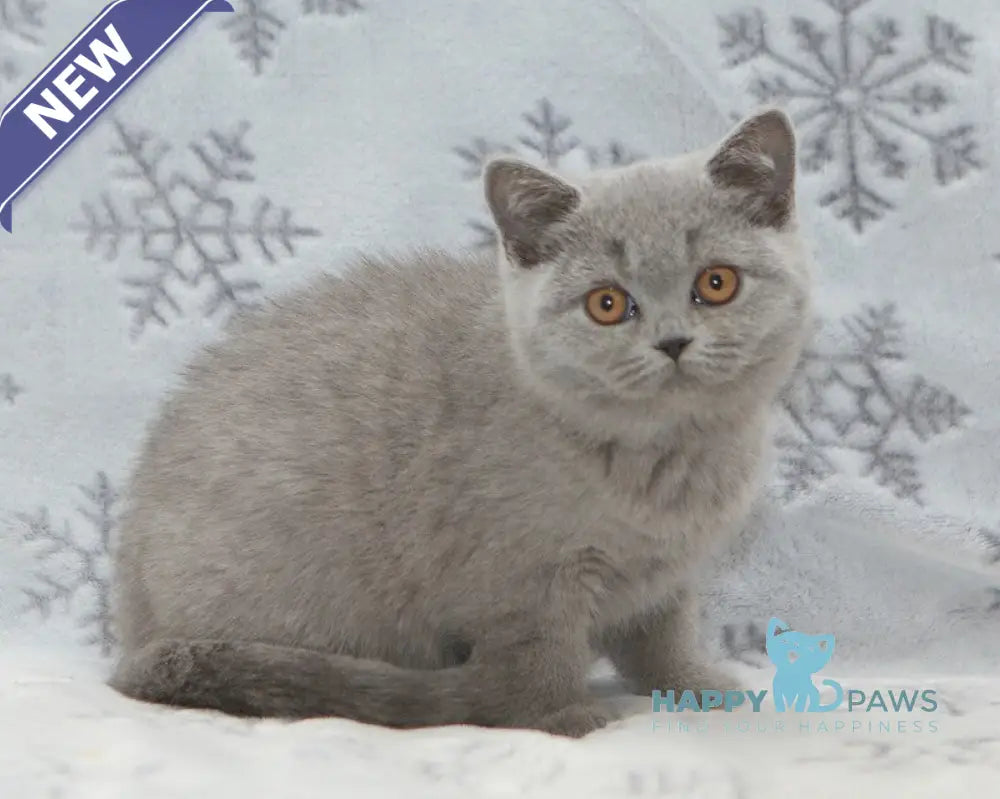 Ornette British Shorthair female blue live animals