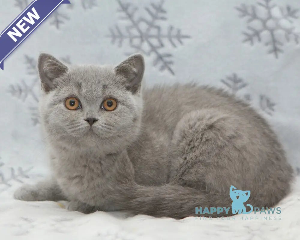 Ornette British Shorthair female blue live animals