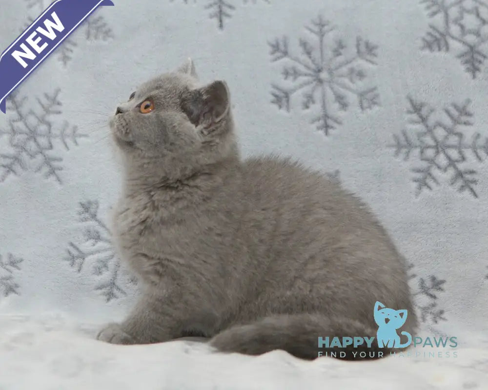 Ornette British Shorthair female blue live animals