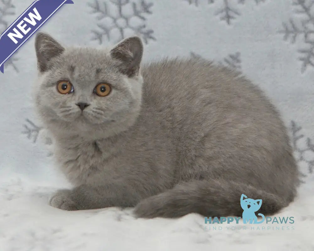 Ornette British Shorthair female blue live animals