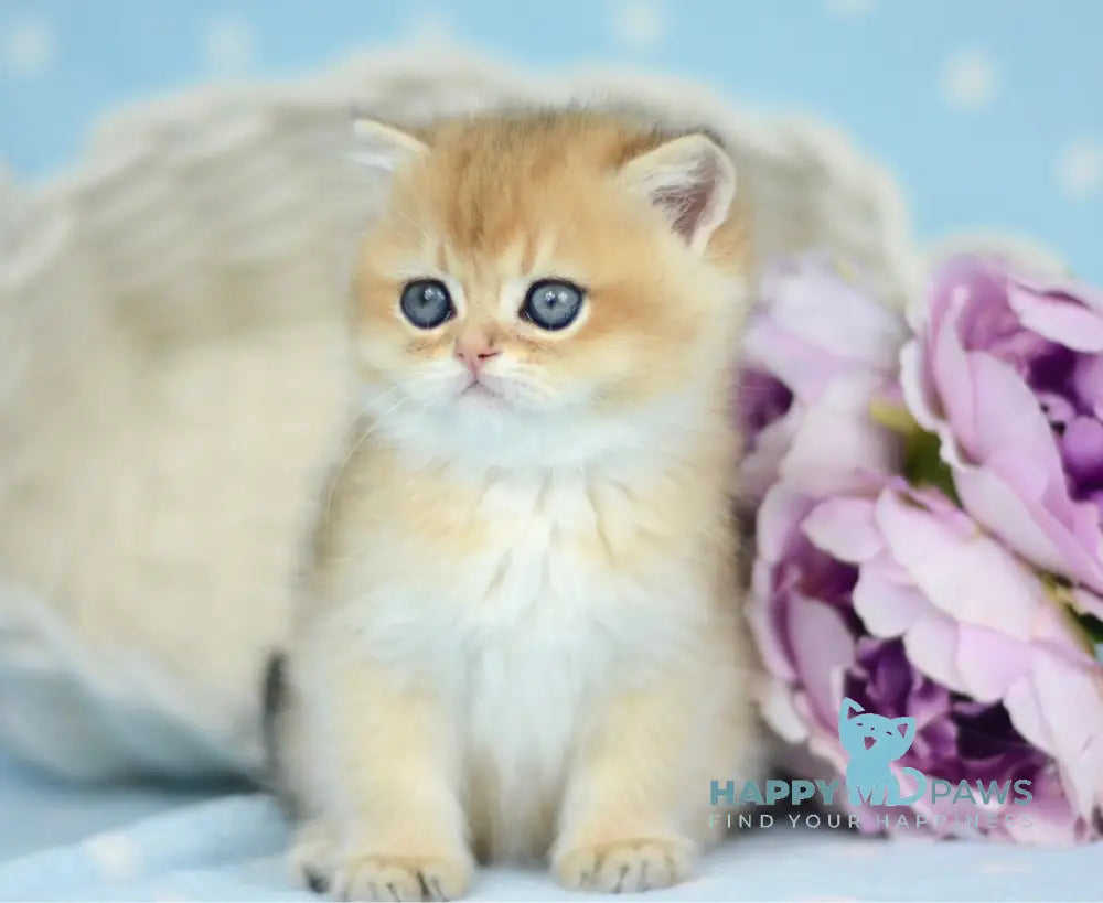 Orpheus British Shorthair male black golden shaded live animals