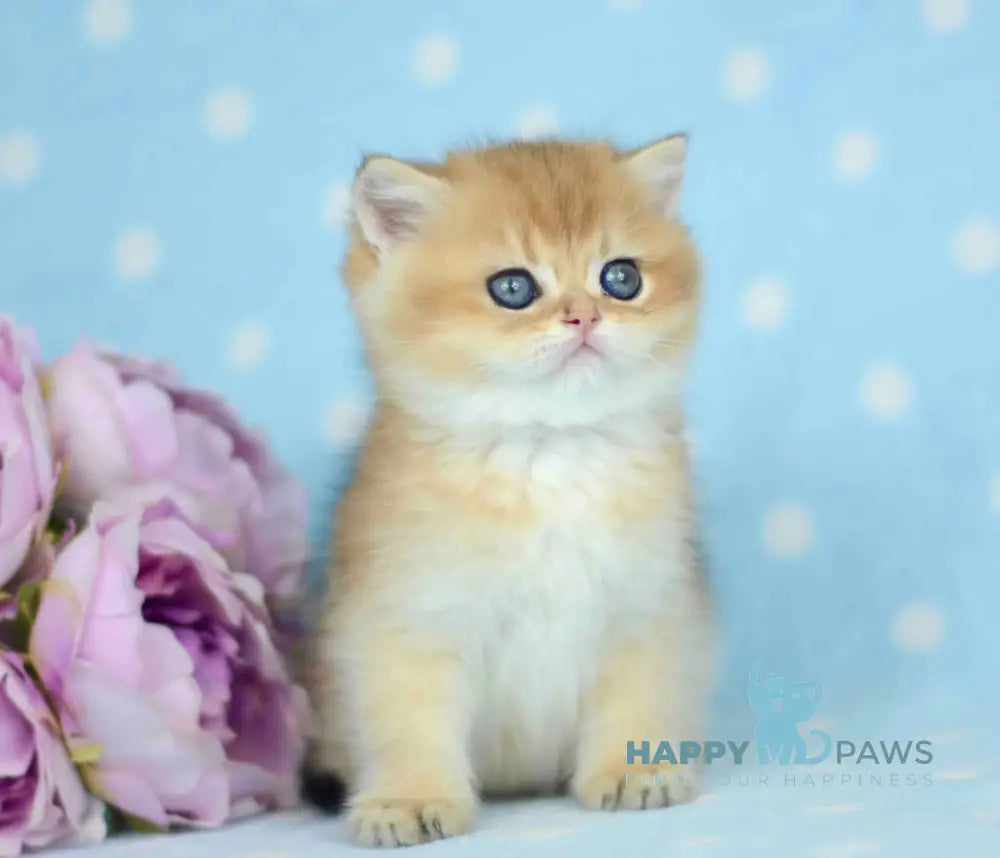 Orpheus British Shorthair male black golden shaded live animals