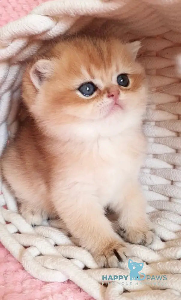 Orpheus British Shorthair male black golden shaded live animals