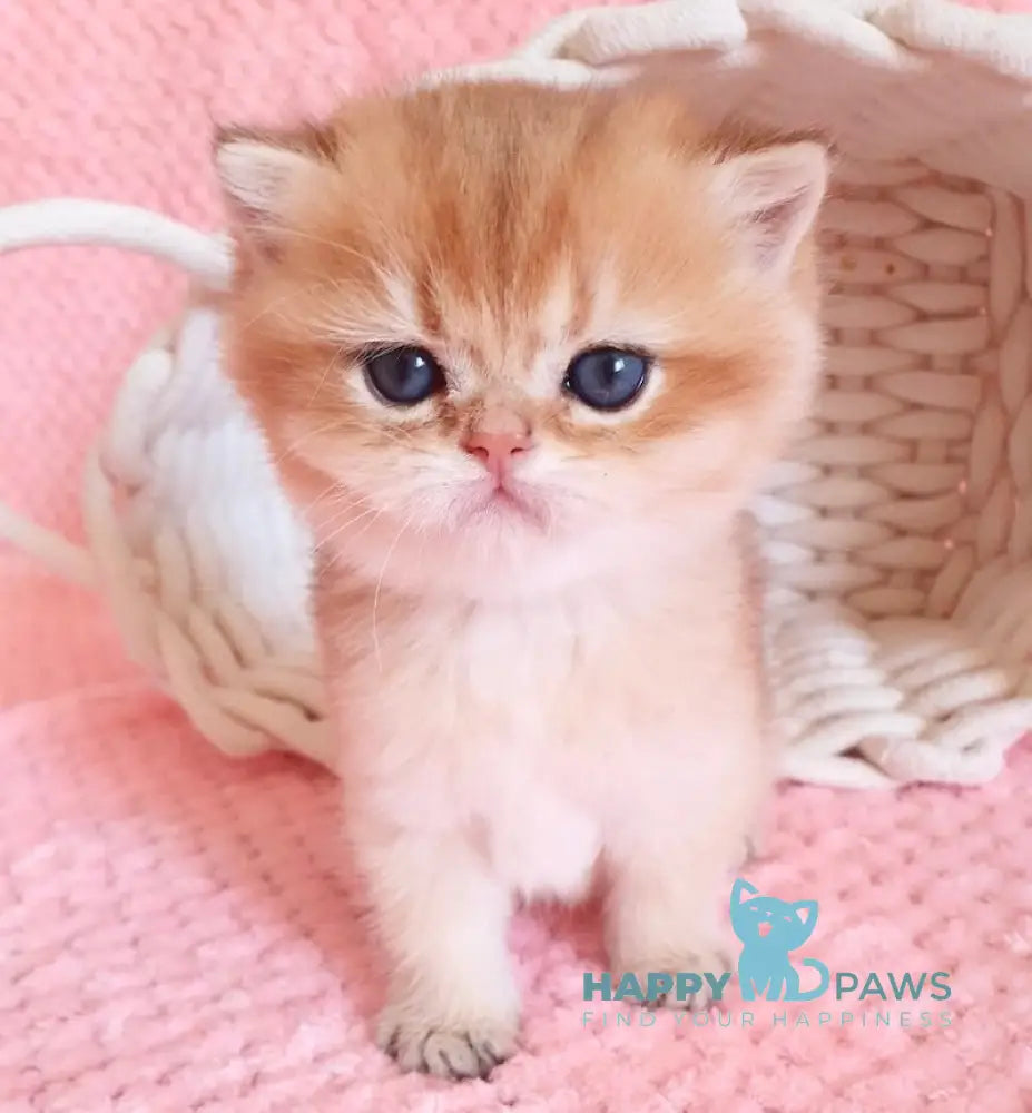 Orpheus British Shorthair male black golden shaded live animals