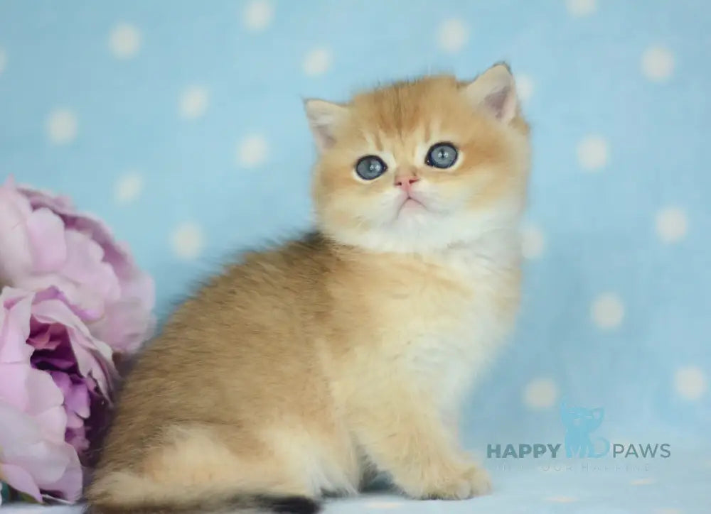 Orpheus British Shorthair male black golden shaded live animals