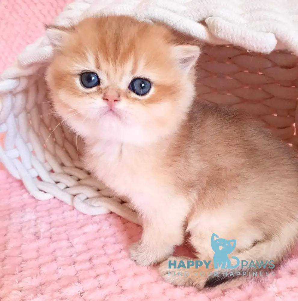 Orpheus British Shorthair male black golden shaded live animals