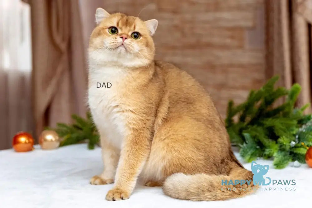 Orpheus British Shorthair male black golden shaded live animals