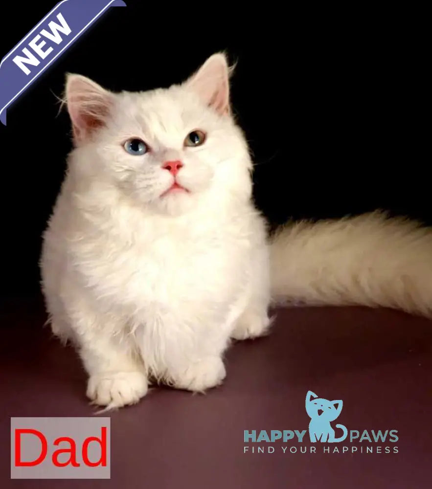 Orpheus Munchkin male blue tabby pointed live animals