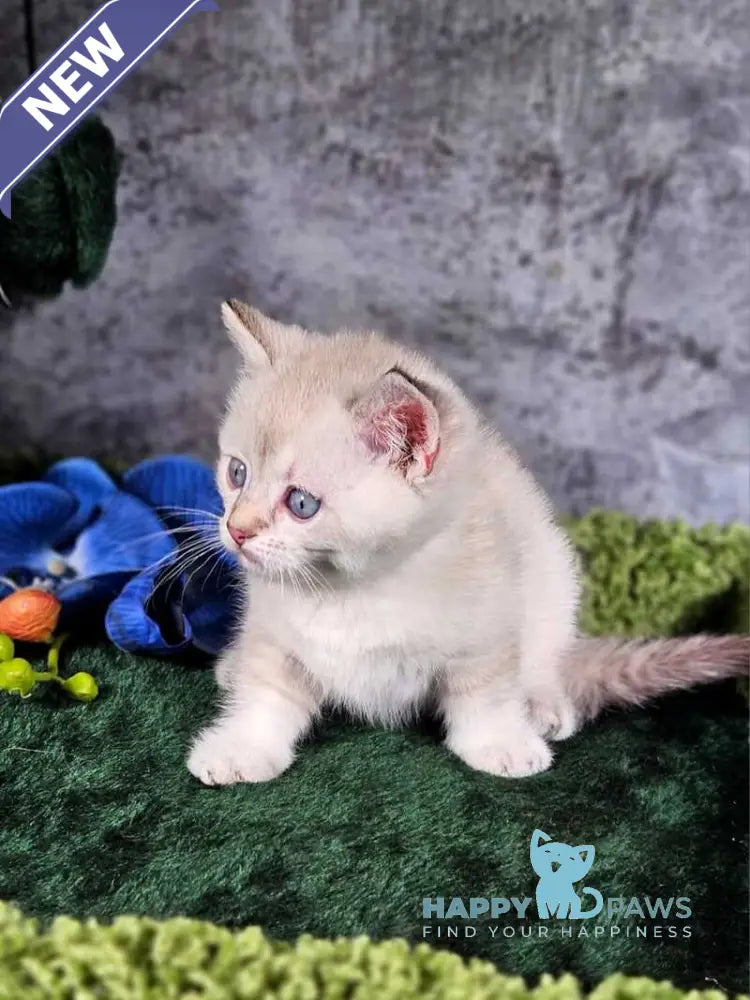 Orpheus Munchkin male blue tabby pointed live animals