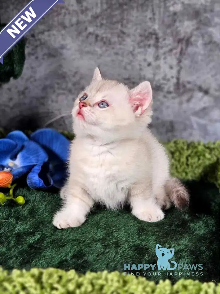 Orpheus Munchkin male blue tabby pointed live animals