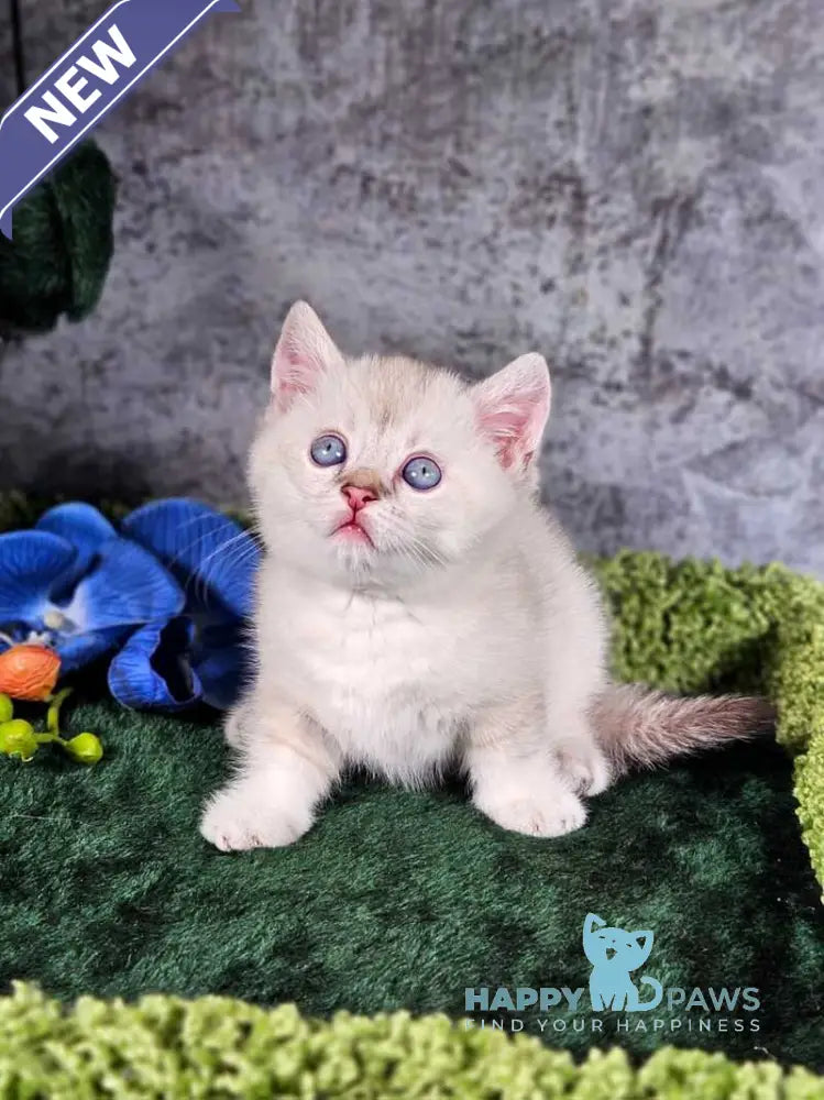 Orpheus Munchkin male blue tabby pointed live animals