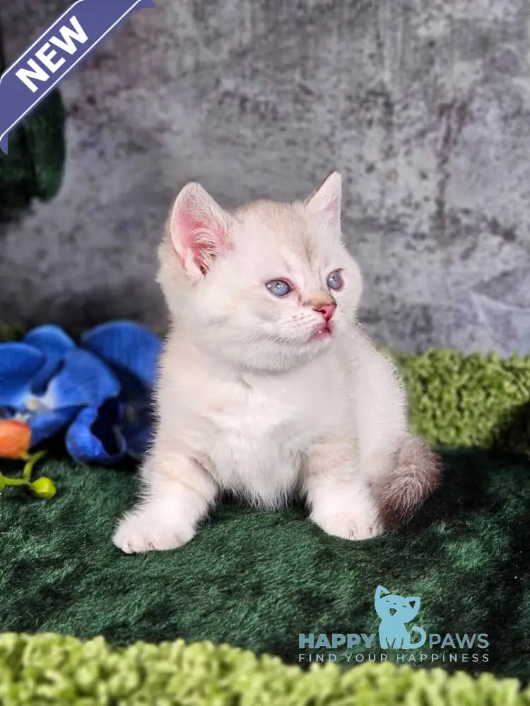 Orpheus Munchkin male blue tabby pointed live animals