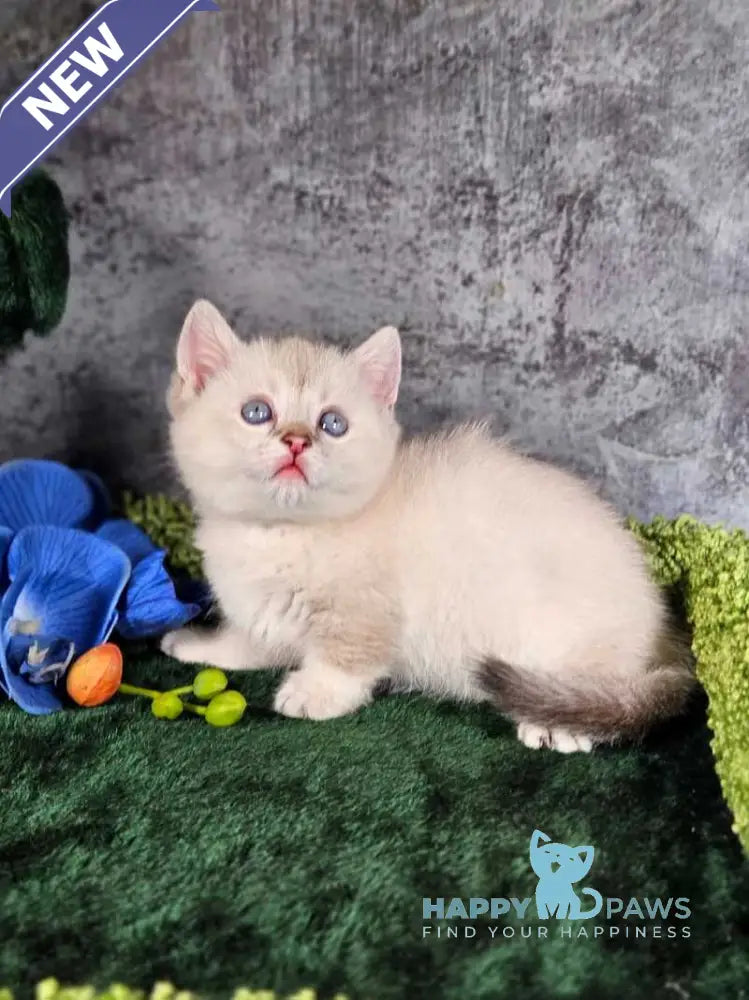 Orpheus Munchkin male blue tabby pointed live animals