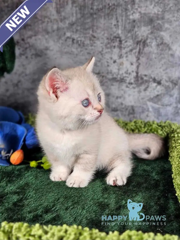 Orpheus Munchkin male blue tabby pointed live animals