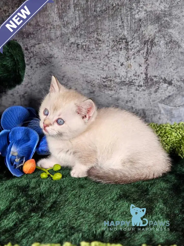 Orpheus Munchkin male blue tabby pointed live animals