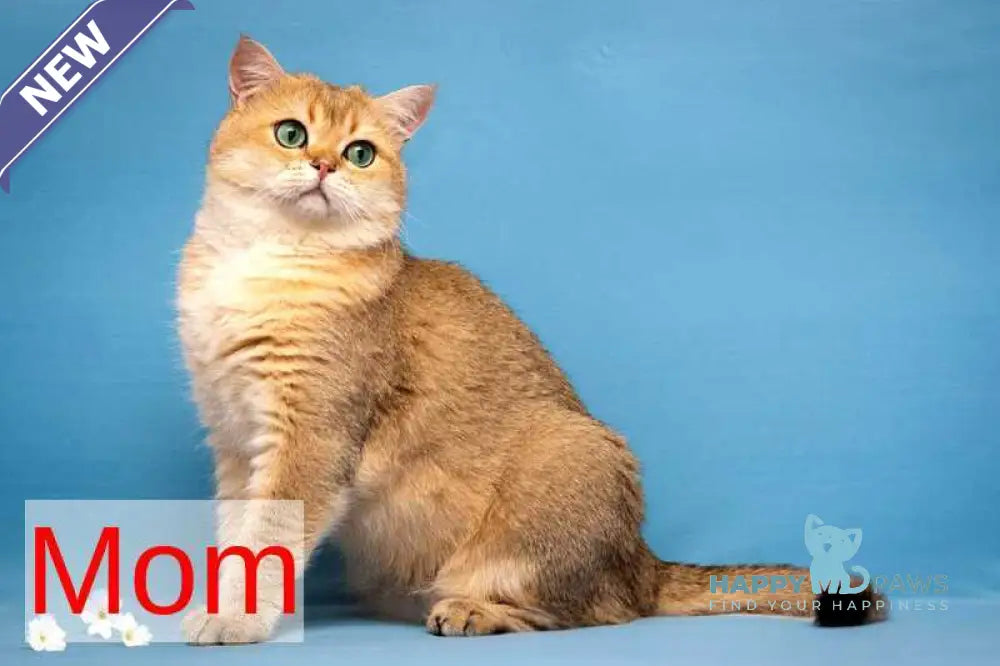 Orpheus Munchkin male blue tabby pointed live animals