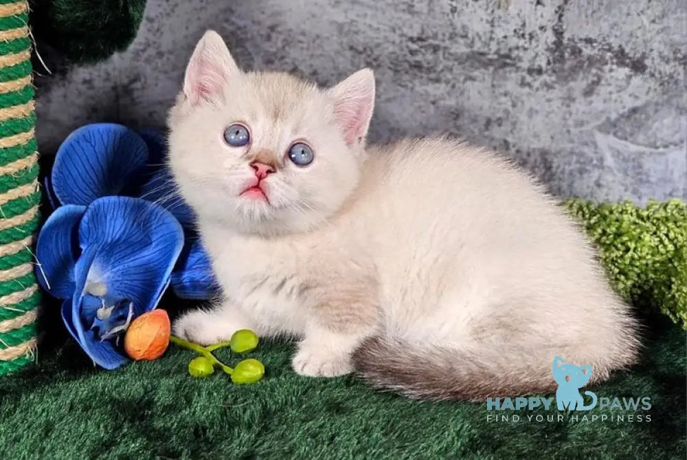 Orpheus Munchkin male blue tabby pointed live animals