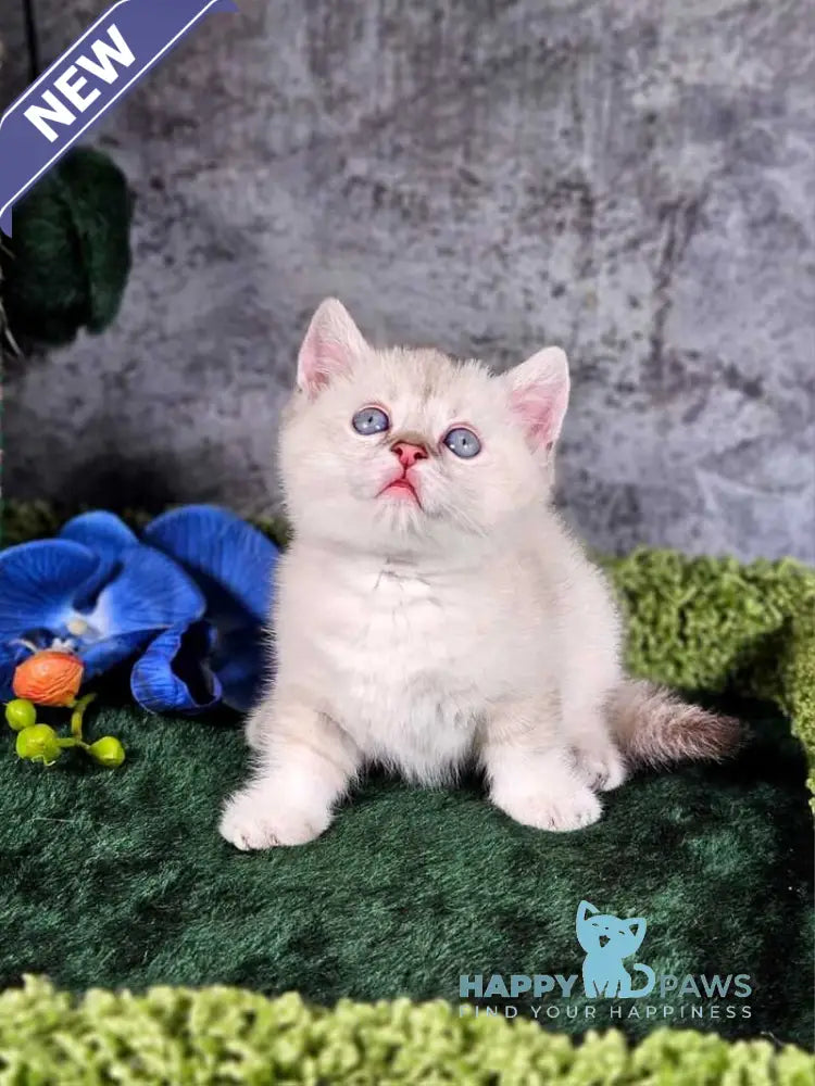 Orpheus Munchkin male blue tabby pointed live animals