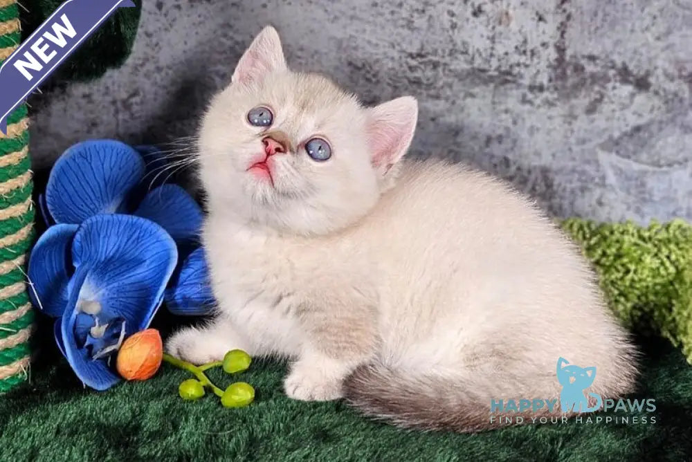 Orpheus Munchkin male blue tabby pointed live animals