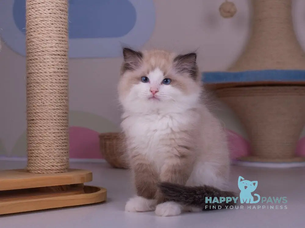 Orpheus Ragdoll male seal lynx bicolour live animals