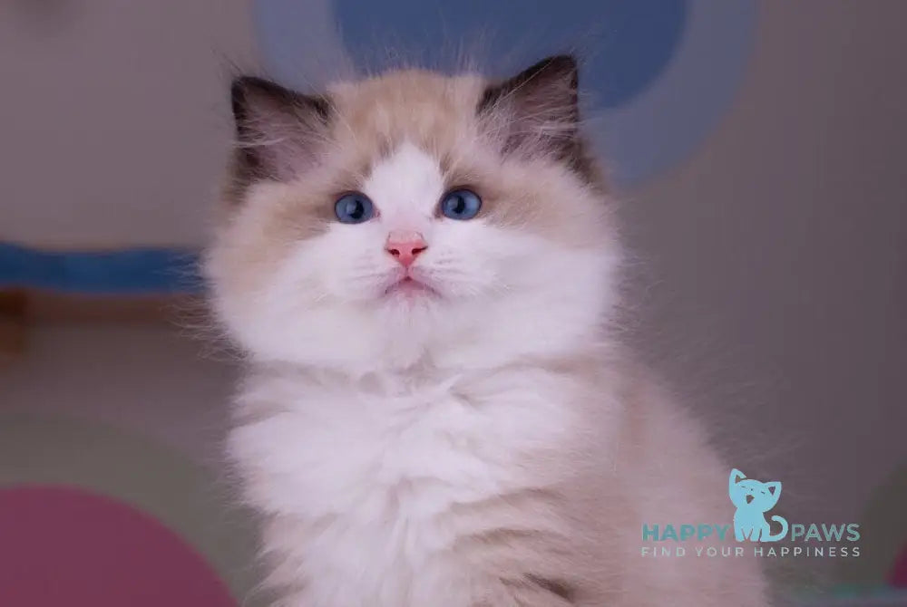Orpheus Ragdoll male seal lynx bicolour live animals