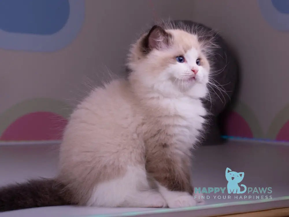 Orpheus Ragdoll male seal lynx bicolour live animals